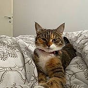 Tabata a rejoint le concours — aidez-le/la à gagner de superbes lots ! animal, bed, bedding, cat, collar, comfort, cute, domestic, feline, fur, house, indoor, pattern, paws, pet, relaxed, resting, sleepy, tabby, whiskers