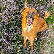 Shadow participe au concours pour gagner de l'argent avec cette photo : animal, canine, closeup, dog, ears, flower, friendly, fur, grass, happy, nature, nose, outdoor, pet, portrait, purple_flower, sitting, smiling, sunlight, tail