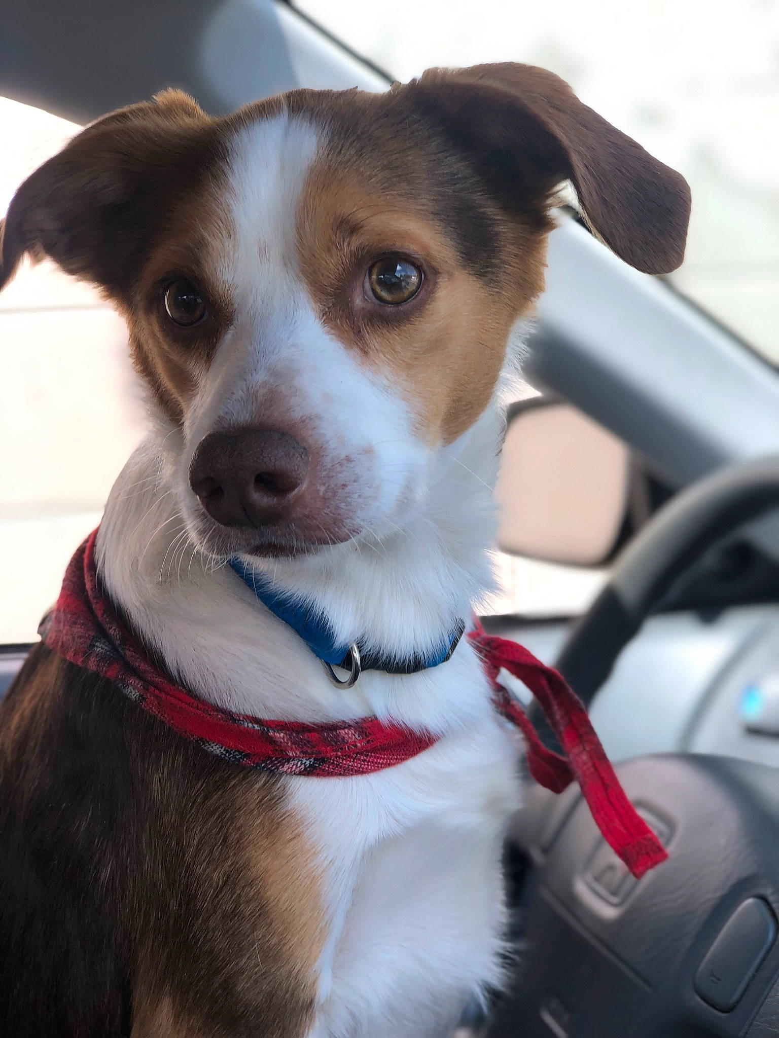 Kota is registered to the contest to win money with this photo: automotive_mirror, car, carnivore, collar, companion_dog, dog, dog_breed, dog_collar, fashion_accessory, fawn, fur, leash, motor_vehicle, personal_luxury_car, snout, sporting_group, steering_wheel, vehicle, whiskers, windshield