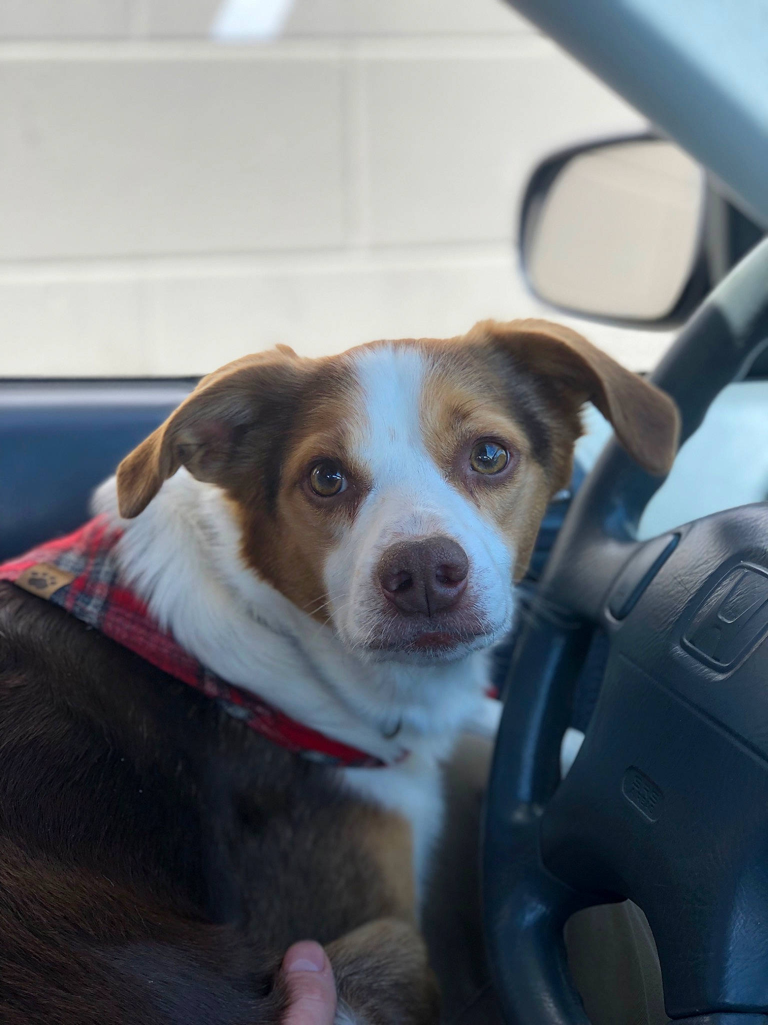 Kota joined the competition — help win amazing prizes! auto_part, automotive_design, automotive_exterior, automotive_lighting, automotive_mirror, car, carnivore, collar, companion_dog, dog, dog_breed, motor_vehicle, plant, snout, sporting_group, steering_wheel, vehicle, vehicle_door, wheel, whiskers