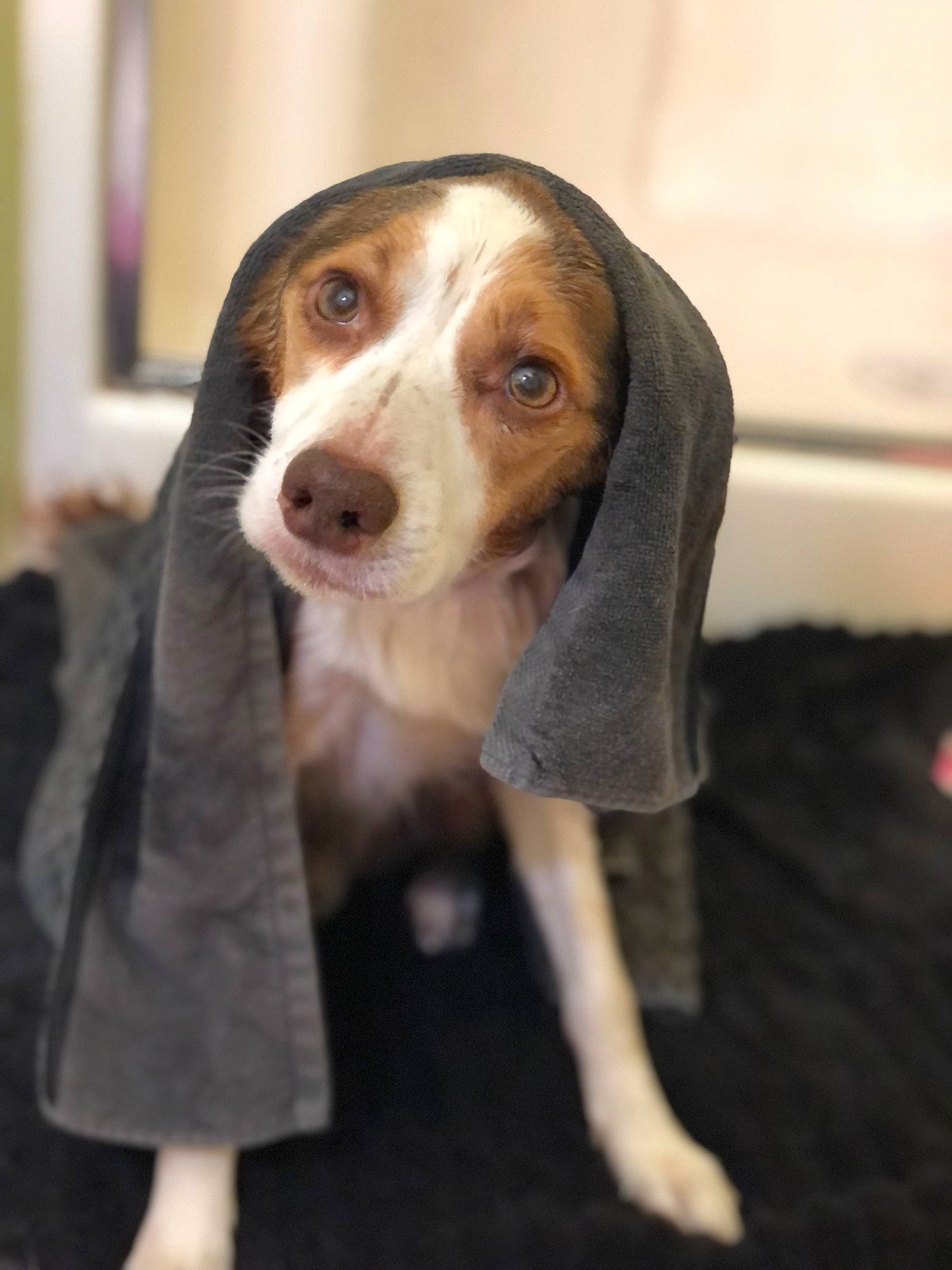 Kota joined the competition — help win amazing prizes! canidae, carnivore, companion_dog, dog, dog_breed, fawn, formal_wear, fur, head, hunting_dog, scent_hound, snout, sporting_group, terrestrial_animal, toy, whiskers, working_animal