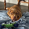 Kaine is registered to the contest to win money with this photo: dog, brown_dog, blanket, toy, chew_toy, floor, wooden_floor, indoor, furniture, table_leg, relaxed, pet, canine, lying_down, cozy, home, resting, paws, close_up, cute