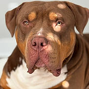 Kaine is registered to the contest to win money with this photo: dog, brown_dog, pitbull, pet, portrait, close_up, animal, domestic_animal, canine, laying_down, indoor, soft_light, sunlight, shadow, face, eyes, ears, fur, looking, resting