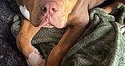 Kaine is registered to the contest to win money with this photo: dog, brown_dog, toy, plush_toy, blanket, fleece_blanket, indoor, pet, animal, cute, lying_down, looking_at_camera, paw, snout, ears, fur, comfort, relaxed, companion, domestic_animal