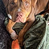 dog, brown_dog, toy, plush_toy, blanket, fleece_blanket, indoor, pet, animal, cute, lying_down, looking_at_camera, paw, snout, ears, fur, comfort, relaxed, companion, domestic_animal
