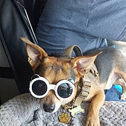 Gru Troell joined the competition — help win amazing prizes! dog, sunglasses, pet, animal, blanket, harness, tag, brown, black, ears, nose, paw, person, blue_shirt, indoor, cozy, resting, cute, accessory, relaxed
