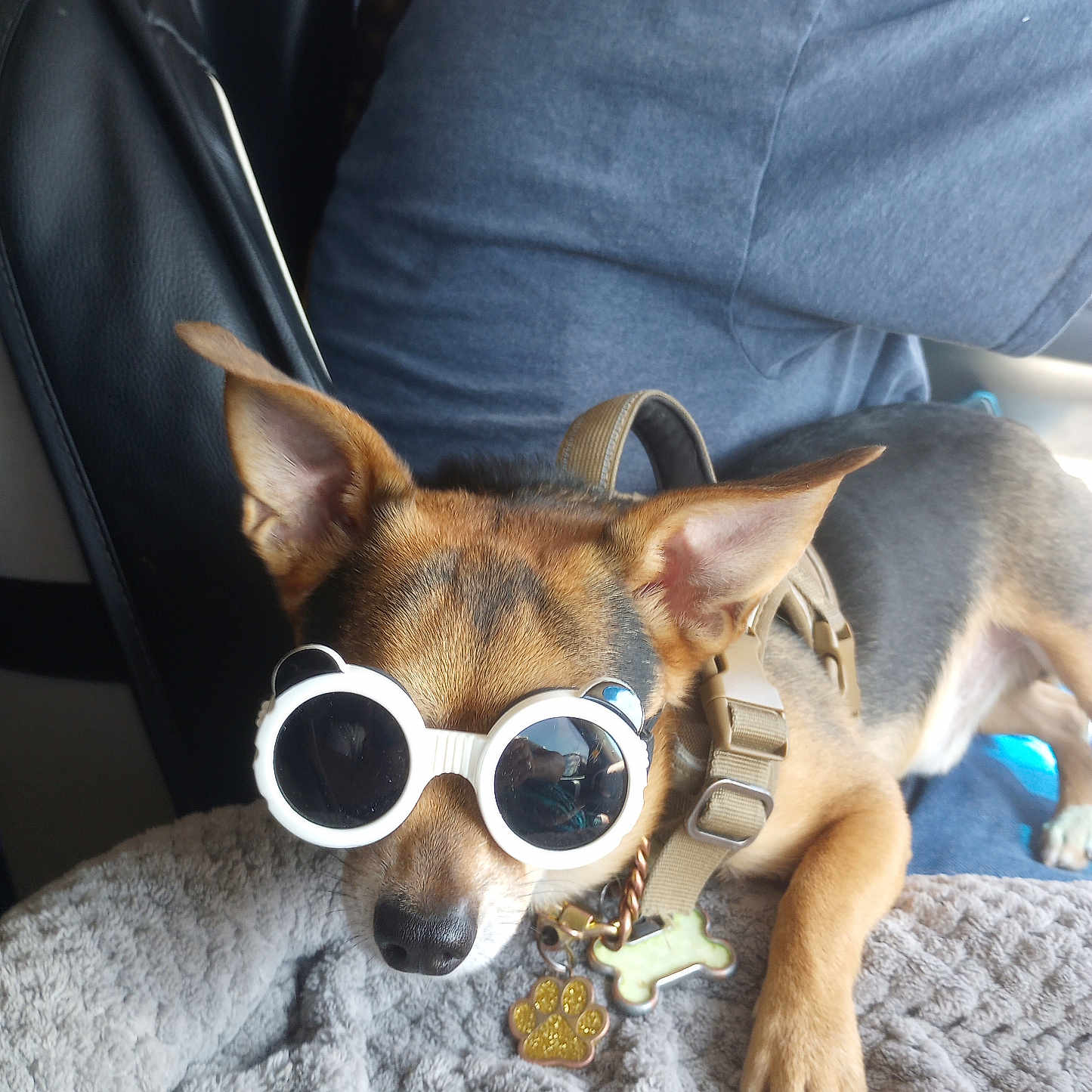 Gru Troell joined the competition — help win amazing prizes! accessory, animal, black, blanket, blue_shirt, brown, cozy, cute, dog, ears, harness, indoor, nose, paw, person, pet, relaxed, resting, sunglasses, tag