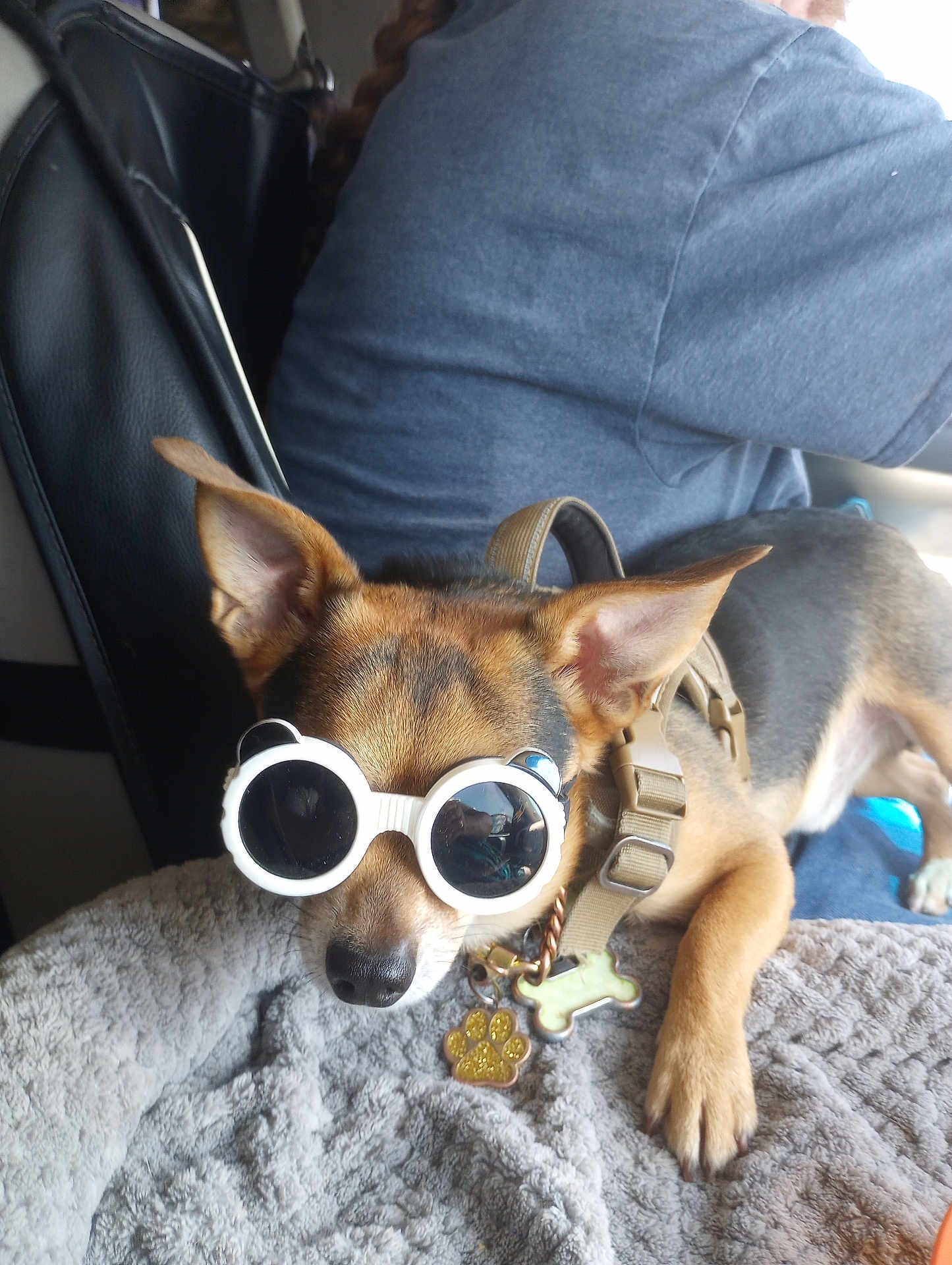 Gru Troell joined the competition — help win amazing prizes! dog, sunglasses, pet, animal, blanket, harness, tag, brown, black, ears, nose, paw, person, blue_shirt, indoor, cozy, resting, cute, accessory, relaxed