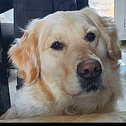 Roxie participe au concours pour gagner de l'argent avec cette photo : dog, golden_retriever, pet, close_up, portrait, animal, fur, canine, indoors, calm, looking_at_camera, nose, ears, whiskers, face, head, domestic_animal, mammal, companion, friendly