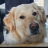 dog, golden_retriever, pet, close_up, portrait, animal, fur, canine, indoors, calm, looking_at_camera, nose, ears, whiskers, face, head, domestic_animal, mammal, companion, friendly