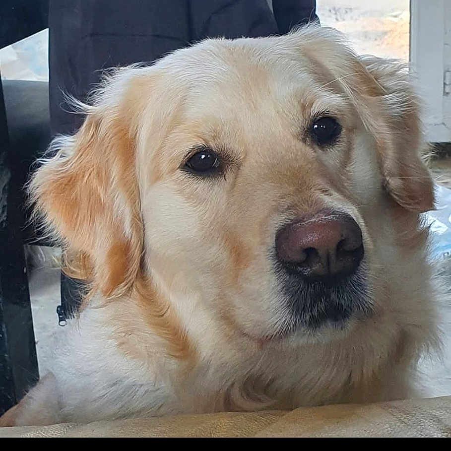 Roxie participe au concours pour gagner de l'argent avec cette photo : dog, golden_retriever, pet, close_up, portrait, animal, fur, canine, indoors, calm, looking_at_camera, nose, ears, whiskers, face, head, domestic_animal, mammal, companion, friendly