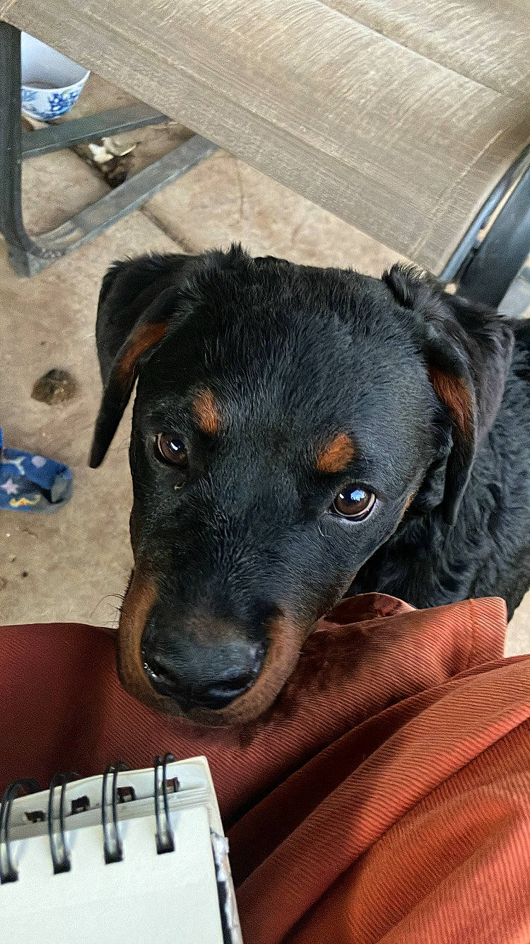 Beebalm joined the competition — help win amazing prizes! austrian_black_and_tan_hound, canidae, carnivore, collar, comfort, companion_dog, dog, dog_breed, ear, fawn, fur, guard_dog, montenegrin_mountain_hound, pet_supply, puppy, sporting_group, terrestrial_animal, whiskers, working_animal, working_dog