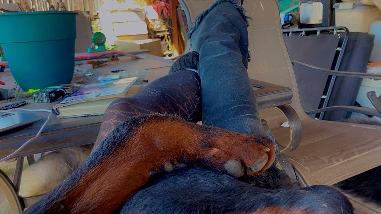 Beebalm joined the competition — help win amazing prizes! abdomen, barefoot, carnivore, comfort, companion_dog, dog_breed, flesh, flooring, foot, fur, human_leg, knee, lap, nap, reading, room, service, sitting, thigh, wood