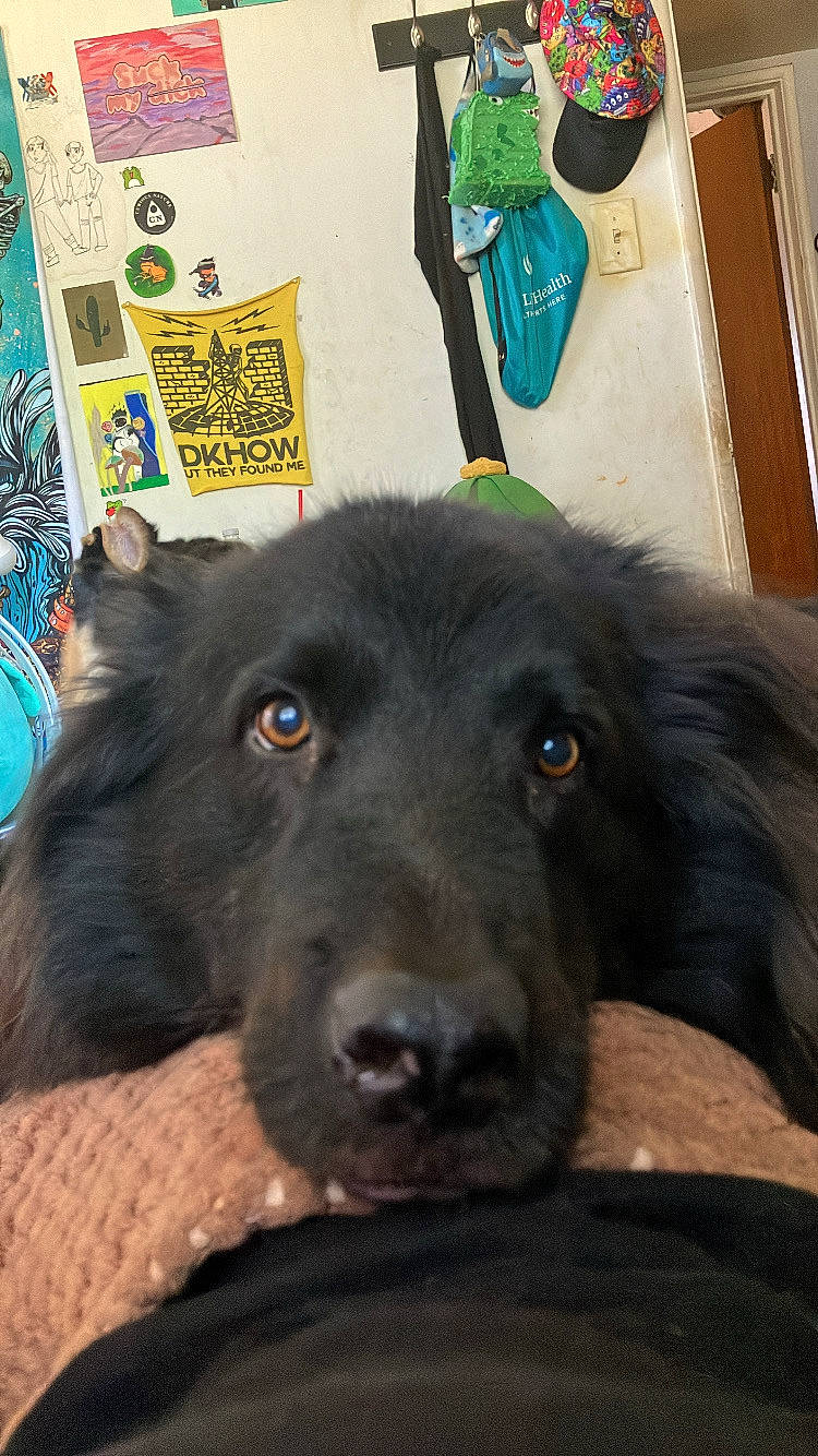 Bully joined the competition — help win amazing prizes! borador, canidae, carnivore, collar, companion_dog, dog, dog_breed, fur, german_spitz_mittel, giant_dog_breed, herding_dog, non_sporting_group, puppy, snout, spitz, sporting_group, whiskers, wood_stain, working_animal, working_dog