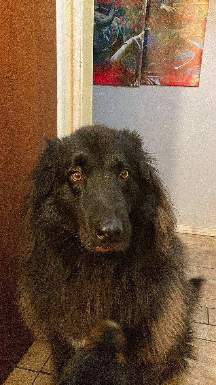 Bully joined the competition — help win amazing prizes! ancient_dog_breeds, borador, canidae, carnivore, companion_dog, dog, dog_breed, fur, gaddi_kutta, gun_dog, liver, natural_material, snout, sporting_group, terrestrial_animal, whiskers, working_animal, working_dog