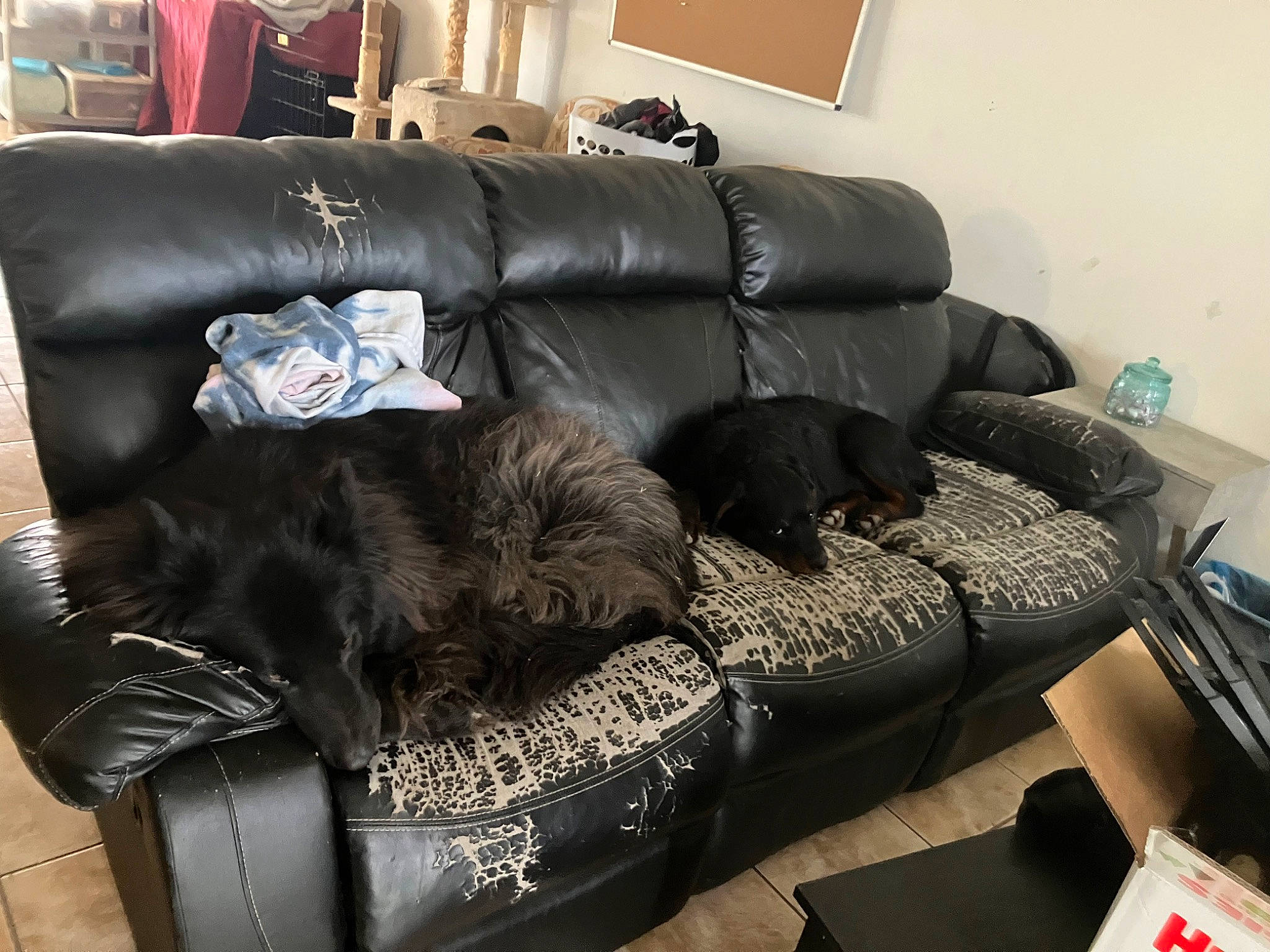 Bully joined the competition — help win amazing prizes! armrest, brown, carnivore, comfort, companion_dog, couch, dog, dog_breed, flooring, fur, hardwood, interior_design, liver, living_room, picture_frame, recliner, room, sofa_bed, sporting_group, studio_couch