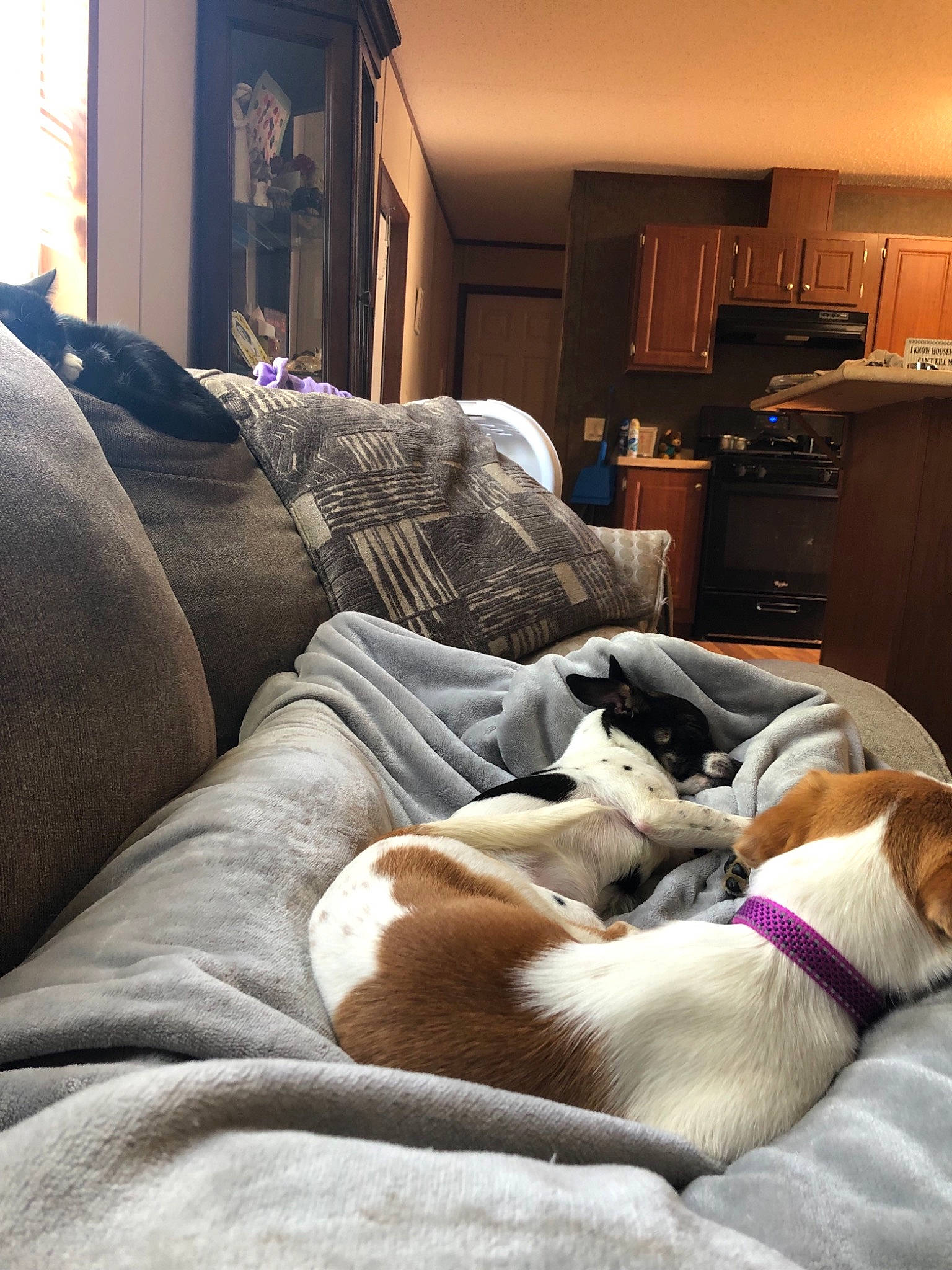 Bitty is registered to the contest to win money with this photo: bed_sheet, canidae, carnivore, comfort, companion_dog, couch, danish_swedish_farmdog, dog, dog_breed, fawn, furniture, nap, puppy, rat_terrier, room, sleep
