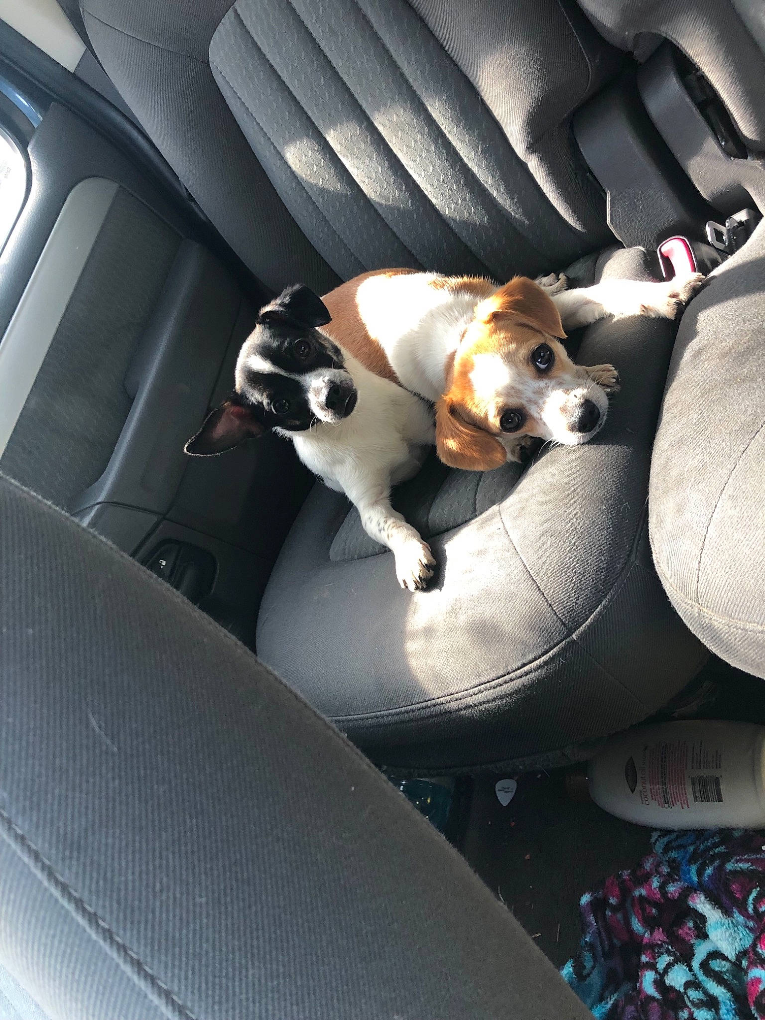 Bitty joined the competition — help win amazing prizes! auto_part, beagle, canidae, car, car_seat, carnivore, companion_dog, danish_swedish_farmdog, dog, dog_breed, jack_russell_terrier, parson_russell_terrier, puppy, rat_terrier, russell_terrier, snout, sporting_group, vehicle