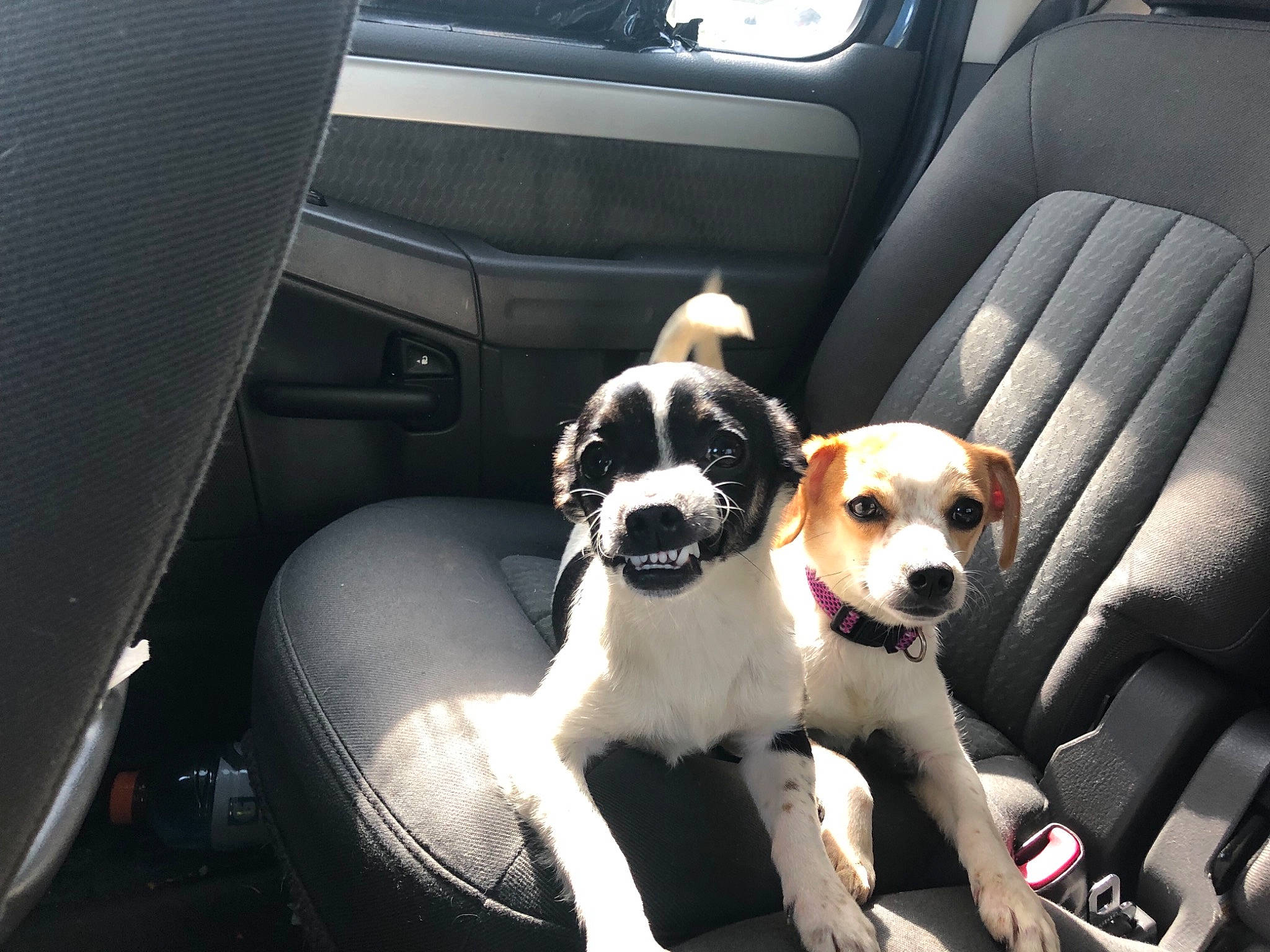 Bitty is registered to the contest to win money with this photo: auto_part, canidae, car, car_seat, car_seat_cover, carnivore, chilean_fox_terrier, companion_dog, danish_swedish_farmdog, dog, dog_breed, jack_russell_terrier, mammal, puppy, seat_belt, snout, sporting_group, vehicle, vehicle_door, vertebrate