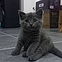 Aya participe au concours pour gagner de l'argent avec cette photo : kitten, gray_cat, floor, indoor, tile, pet, animal, cute, small, fur, whiskers, ears, sitting, young, domestic_cat, feline, household, box, curious, eyes