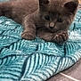 Aya participe au concours pour gagner de l'argent avec cette photo : kitten, cat, gray_cat, pet, animal, cute, indoor, rug, floor, furniture, cozy, curious, blurred_background, domestic, whiskers, young_cat, small, resting, soft, playful