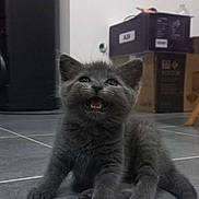Aya participe au concours pour gagner de l'argent avec cette photo : kitten, cat, gray_fur, pet, indoor, floor, tile, young_animal, cute, feline, animal, meowing, small, domestic, whiskers, paws, sitting, household, box, background