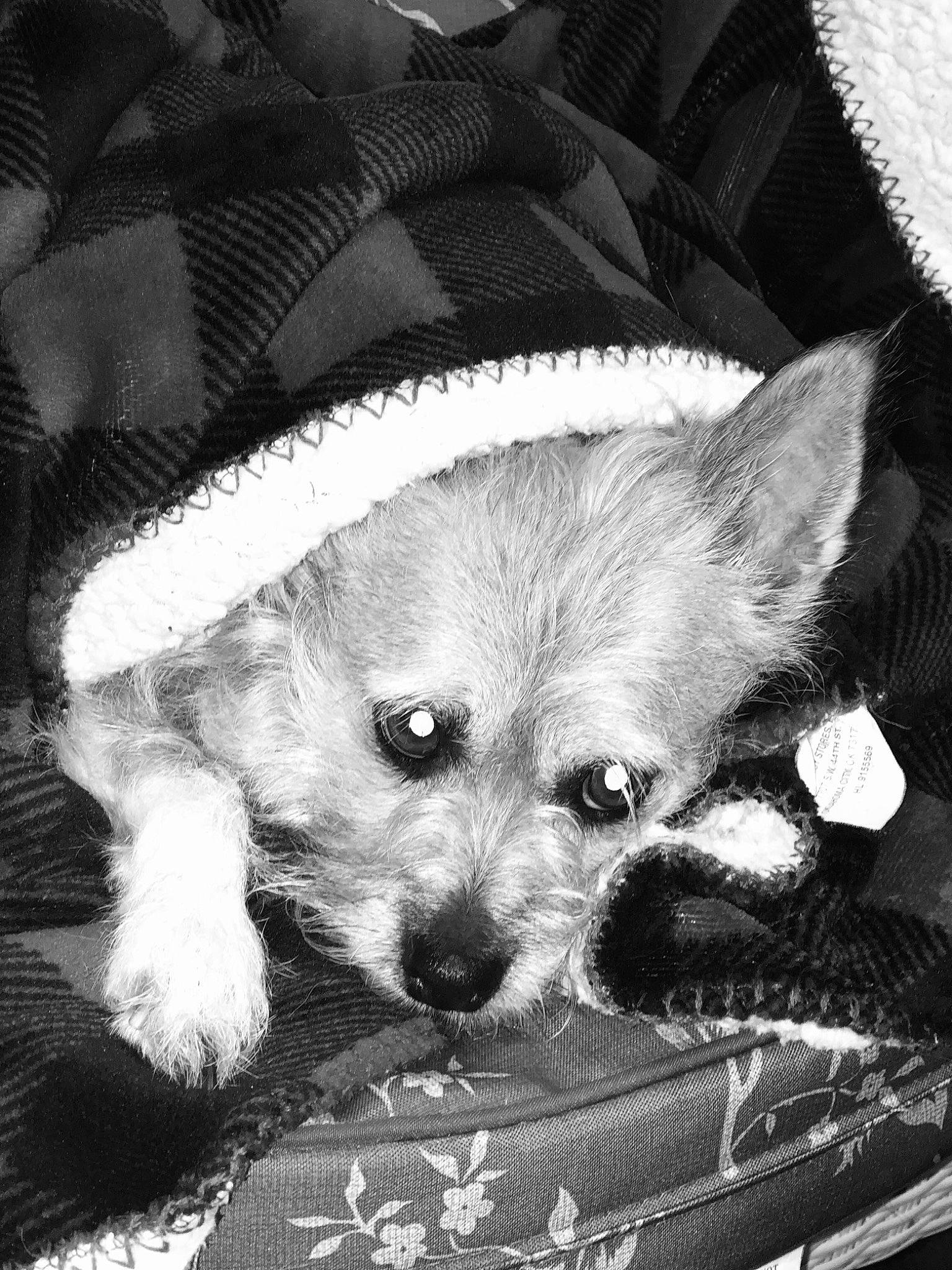 Gigi is registered to the contest to win money with this photo: ball, black, black_and_white, canidae, carnivore, companion_dog, dog, dog_breed, dog_clothes, dog_supply, fur, monochrome, monochrome_photography, snout, sporting_group, style, textile, toy_dog, whiskers, white