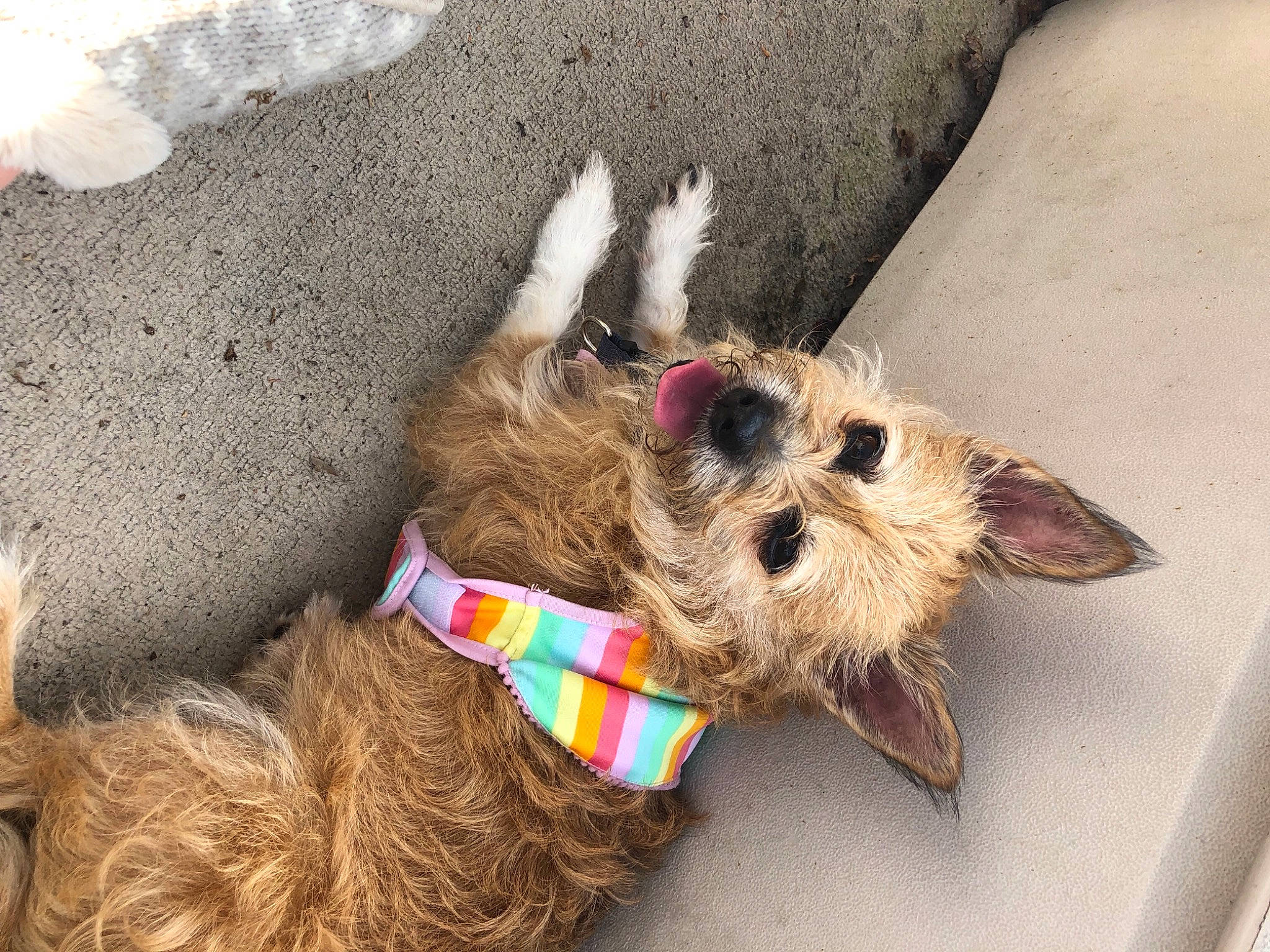 Gigi is registered to the contest to win money with this photo: canidae, carnivore, collar, companion_dog, dog, dog_breed, dog_clothes, dog_collar, dog_supply, fashion_accessory, fawn, leash, liver, pet_supply, snout, sporting_group, terrier, toy, water_dog, working_animal