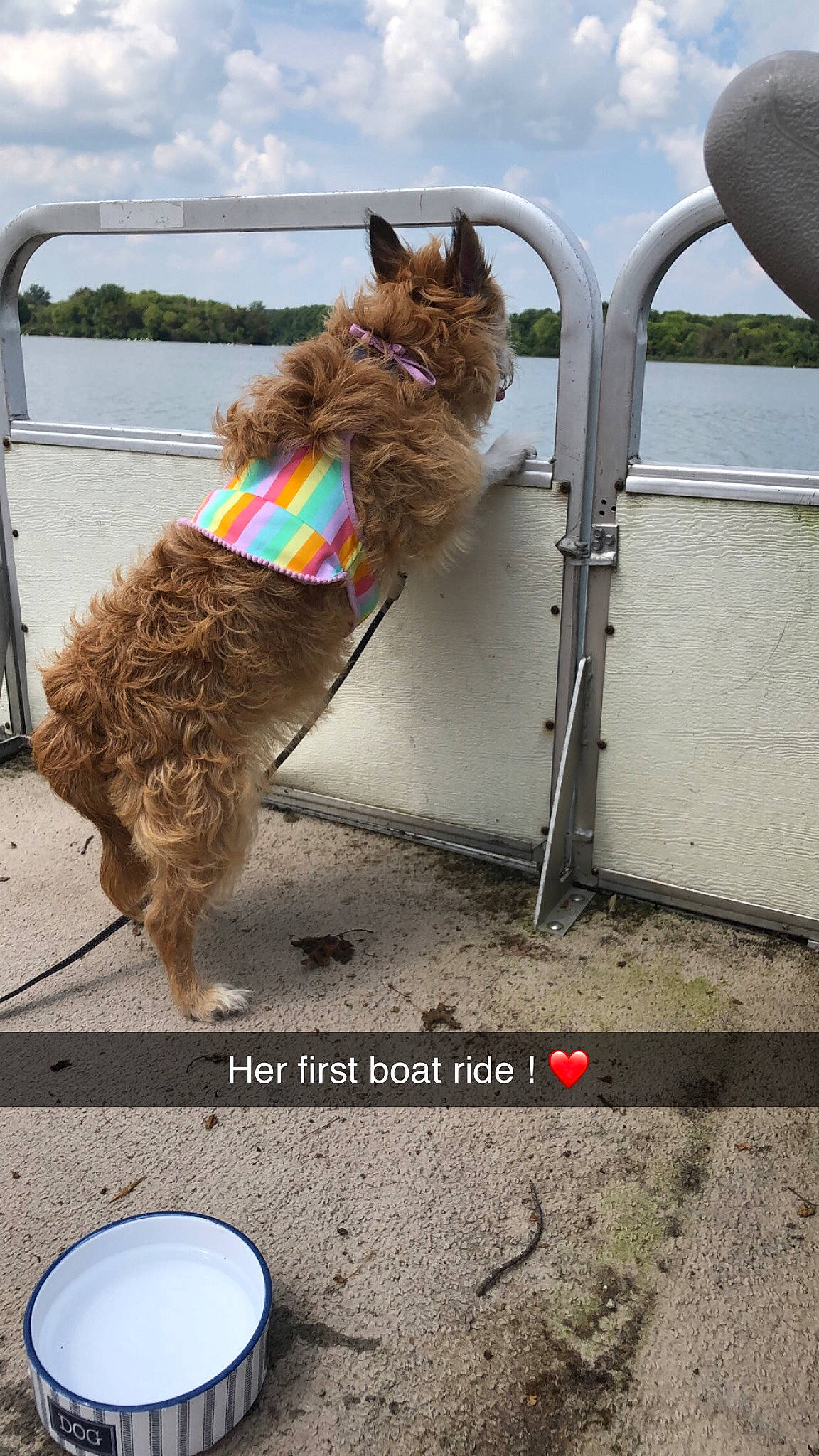 Gigi is registered to the contest to win money with this photo: asphalt, carnivore, cloud, collar, companion_dog, dog, dog_breed, dog_collar, dog_supply, fashion_accessory, fawn, leash, mammal, pet_supply, sky, sporting_group, tail, vertebrate, water, water_dog