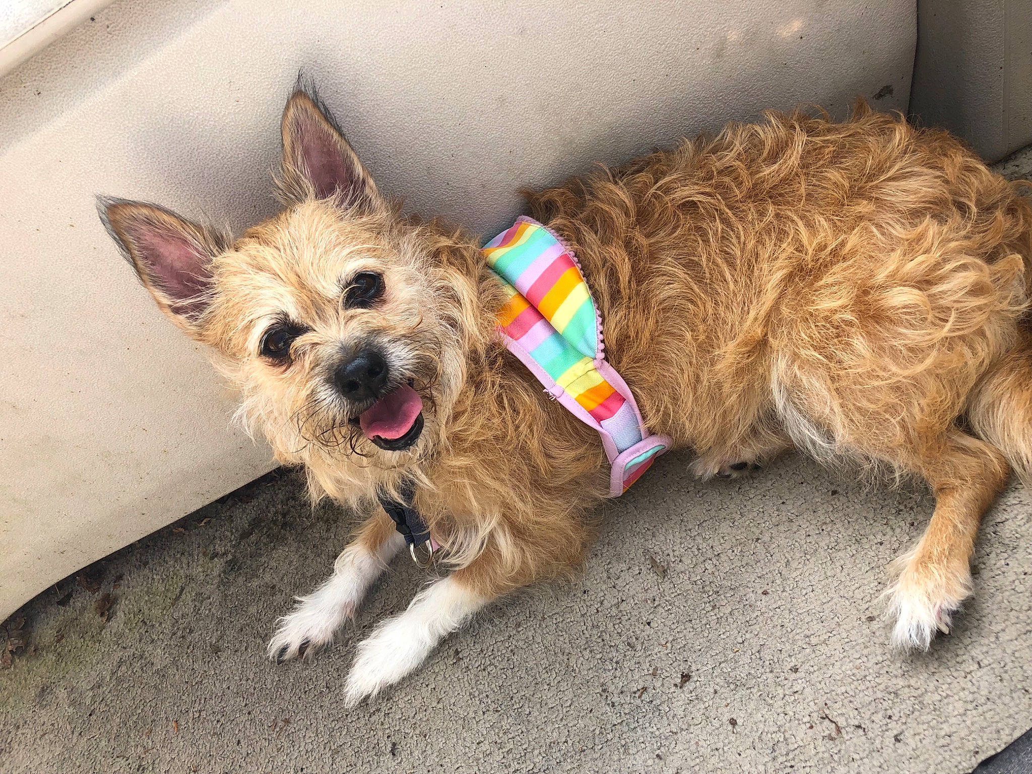 Gigi joined the competition — help win amazing prizes! canidae, carnivore, collar, companion_dog, dog, dog_breed, dog_collar, dog_supply, fashion_accessory, fawn, fur, pet_supply, small_terrier, snout, sporting_group, terrier, toy_dog, working_animal, working_terrier, yorkipoo