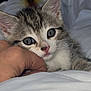abyssinian, animal, bed, bedroom, blanket, bodypart, cat, finger, furniture, hand, indoors, kitten, manx, person, pet, room, siamese
