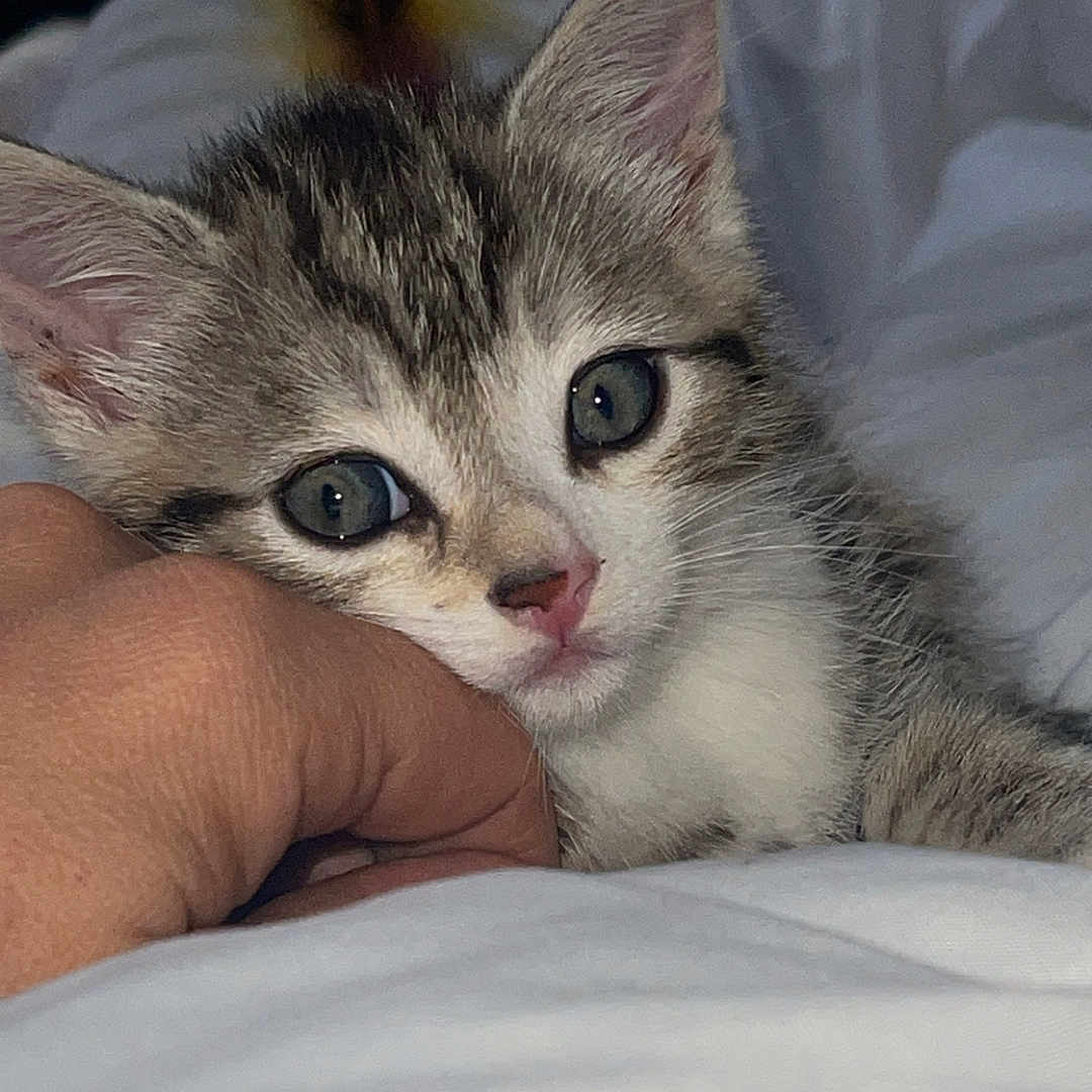 Simba participe au concours pour gagner de l'argent avec cette photo : abyssinian, animal, bed, bedroom, blanket, bodypart, cat, finger, furniture, hand, indoors, kitten, manx, person, pet, room, siamese