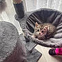 abyssinian, animal, bed, blanket, cat, chair, clothing, couch, footwear, furniture, hosiery, kitten, manx, pants, person, pet, rat, rodent, shoe, sock