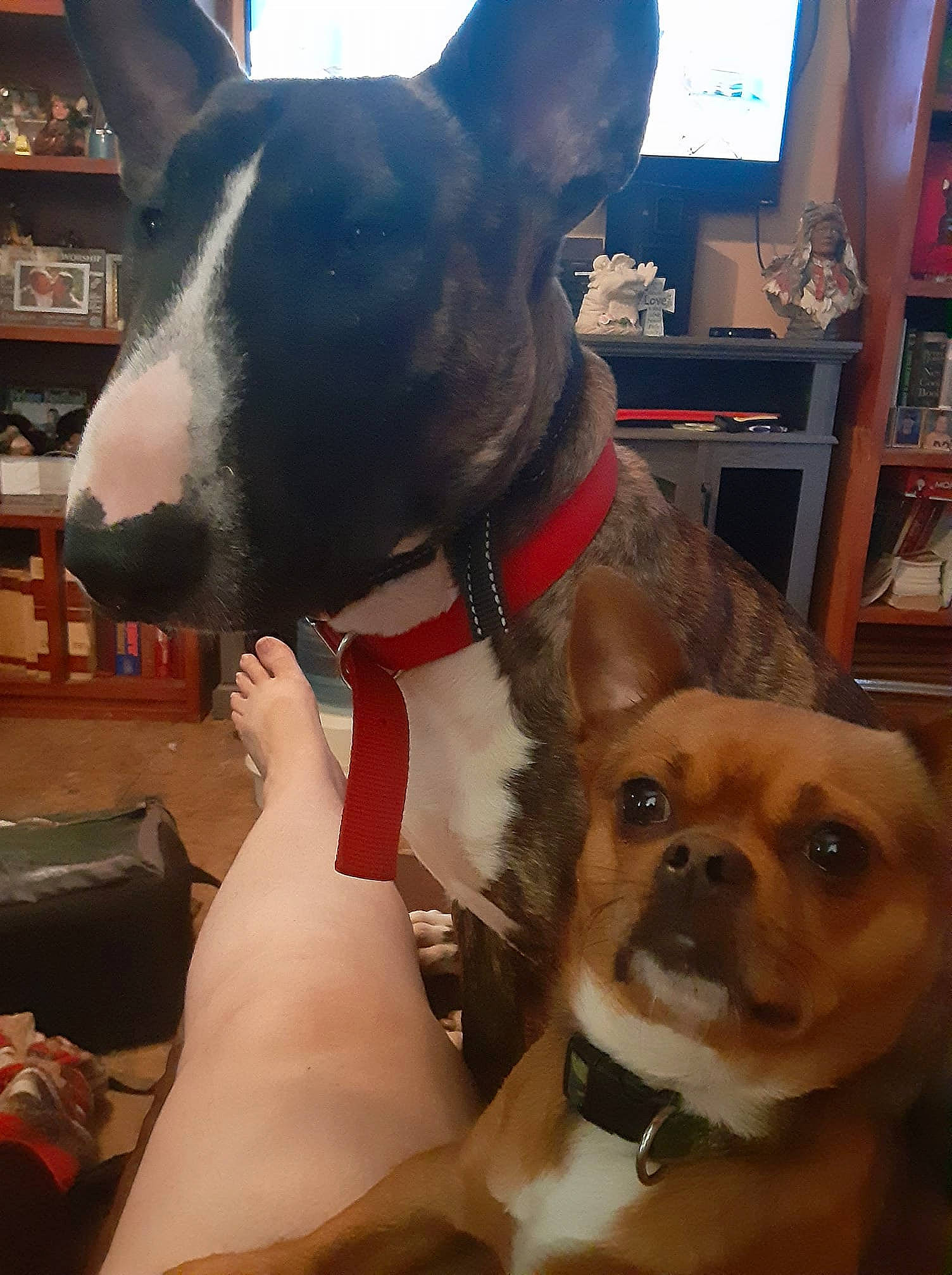 Simba joined the competition — help win amazing prizes! bookcase, carnivore, collar, companion_dog, dog, dog_breed, dog_collar, ear, fawn, head, human_body, pet_supply, picture_frame, shelf, shelving, snout, sporting_group, whiskers, window, working_animal