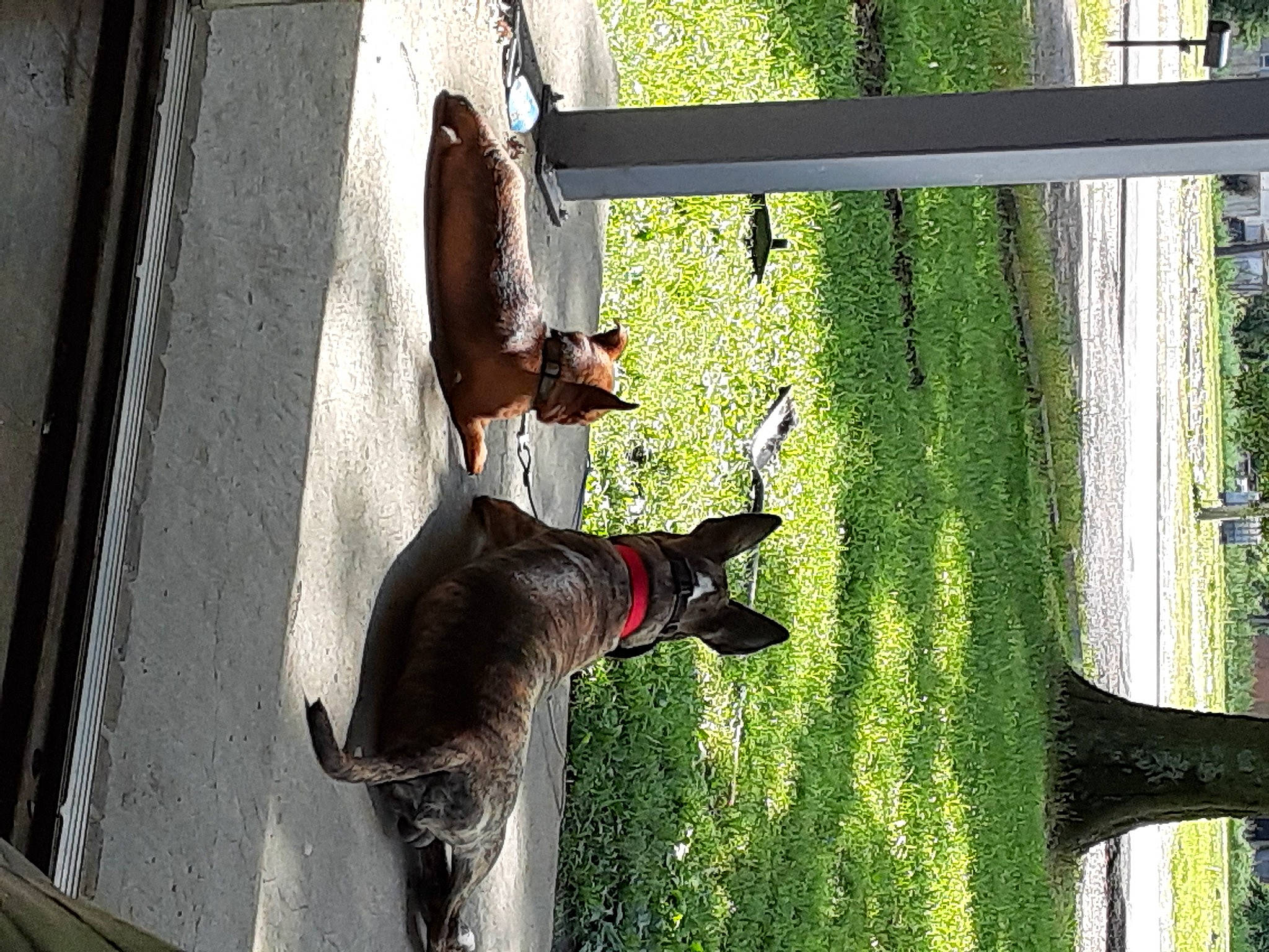 Simba is registered to the contest to win money with this photo: canidae, carnivore, dog, dog_breed, fawn, light, line, mammal, pet_supply, photograph, plant, shade, sporting_group, tail, tints_and_shades, tree, vertebrate, window, wood, working_animal