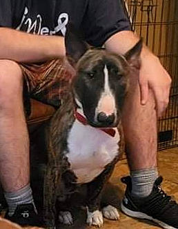 Simba joined the competition — help win amazing prizes! canidae, carnivore, collar, companion_dog, dog, dog_breed, dog_collar, dog_supply, fawn, fur, giant_dog_breed, human_leg, leg, pet_supply, sighthound, snout, sporting_group, terrestrial_animal, thigh, working_animal