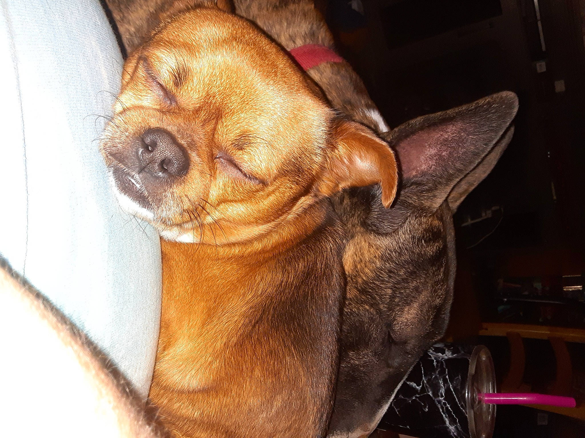 Gizmo is registered to the contest to win money with this photo: canidae, carnivore, chihuahua, comfort, companion_dog, dog, dog_breed, ear, eye, fawn, head, jaw, liver, paw, snout, sporting_group, toy_dog, whiskers, working_animal, wrinkle