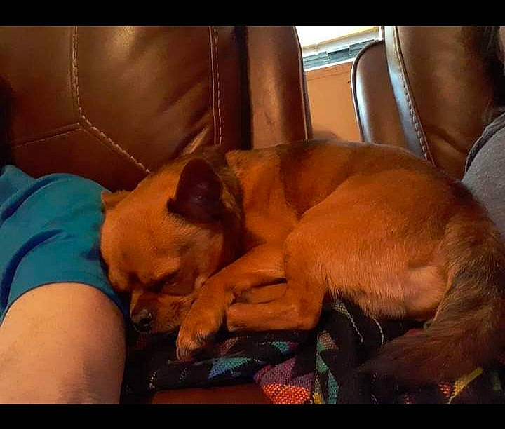 Gizmo joined the competition — help win amazing prizes! bedtime, canidae, carnivore, comfort, companion_dog, dog, dog_breed, ear, fawn, guard_dog, human_leg, linens, liver, nap, non_sporting_group, paw, sporting_group, toy_dog, whiskers, working_animal