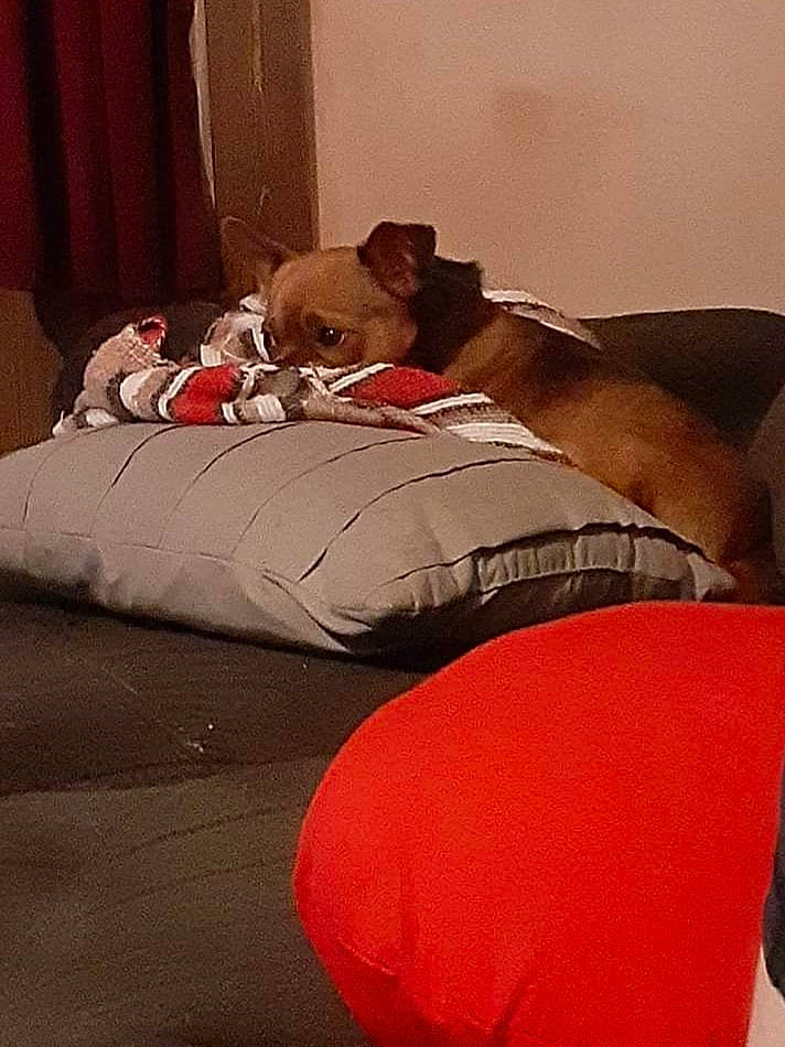 Gizmo is registered to the contest to win money with this photo: bean_bag, bean_bag_chair, bed, bed_sheet, bedding, bedroom, carmine, carnivore, comfort, companion_dog, curtain, flooring, grey, hardwood, human_leg, linens, mammal, textile, tints_and_shades, wood