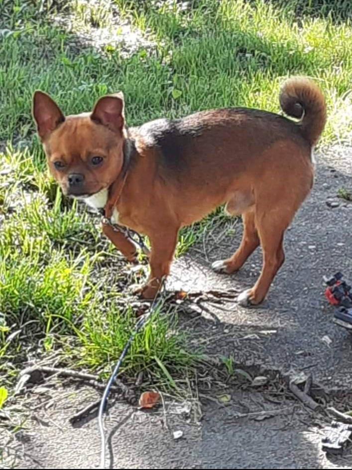 Gizmo joined the competition — help win amazing prizes! ancient_dog_breeds, canidae, carnivore, chihuahua, companion_dog, corgi_chihuahua, dog, dog_breed, fawn, grass, liver, plant, snout, sporting_group, tail, terrestrial_animal, terrier, toy_dog, wildlife, working_animal