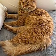 Astro joined the competition — help win amazing prizes! cat, ginger_cat, fluffy, sleeping, relaxed, pet, animal, feline, cozy, blanket, indoor, soft, tail, paw, fur, resting, cute, domestic_cat, comfort, nap