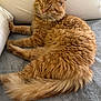 cat, ginger_cat, fluffy, sleeping, relaxed, pet, animal, feline, cozy, blanket, indoor, soft, tail, paw, fur, resting, cute, domestic_cat, comfort, nap