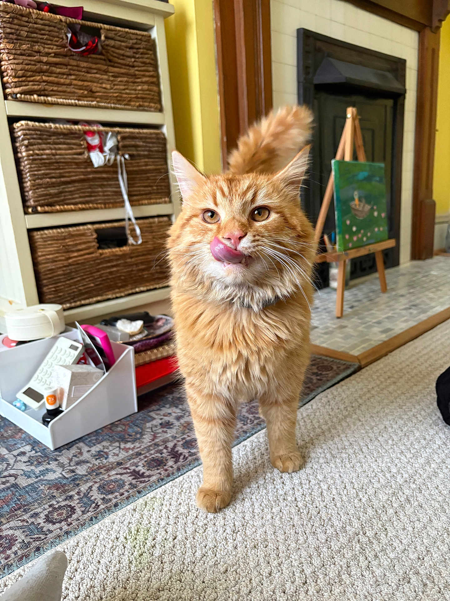 Astro joined the competition — help win amazing prizes! cat, orange_cat, fluffy, tongue_out, carpet, indoor, wicker_basket, easel, painting, home, pet, cute, feline, whiskers, tail, floor, cozy, fur, domestic_animal, curious