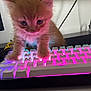 Astro is registered to the contest to win money with this photo: kitten, cat, orange_cat, keyboard, backlit_keyboard, purple_light, pink_light, indoor, cute, pet, feline, animal, playing, curious, technology, computer, desk, cable, closeup, furry
