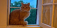 Astro is registered to the contest to win money with this photo: cat, orange_cat, window, window_screen, open_window, sky, clouds, tree, greenery, cat_food, cat_bowl, indoor, pet, feline, fluffy, sitting, looking, daylight, yellow_wall, house