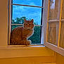 cat, orange_cat, window, window_screen, open_window, sky, clouds, tree, greenery, cat_food, cat_bowl, indoor, pet, feline, fluffy, sitting, looking, daylight, yellow_wall, house