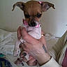 animal, bed, blanket, brown_fur, clothing, cute, dog, fingers, hand, holding, indoor, person, pet, pink_bow, pink_collar, puppy, sleeve, small_dog, tattoo, white_fur