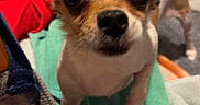 Babygirl is registered to the contest to win money with this photo: animal, background, blanket, brown, chihuahua, close_up, clothing, curious, cute, dog, eyes, fabric, fur, indoor, nose, pet, small_dog, soft, tail, white