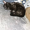 cat, black_cat, sleeping, curled_up, blanket, fabric, cozy, pet, animal, fur, resting, indoor, comfort, soft, texture, closeup, cute, domestic_cat, relaxing, nap