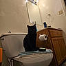 black_cat, cat, toilet, bathroom, mirror, light_bulbs, cabinet, toilet_paper, towel, sink, wall, floor, doorway, household, indoor, pet, feline, curious, dark, shadow